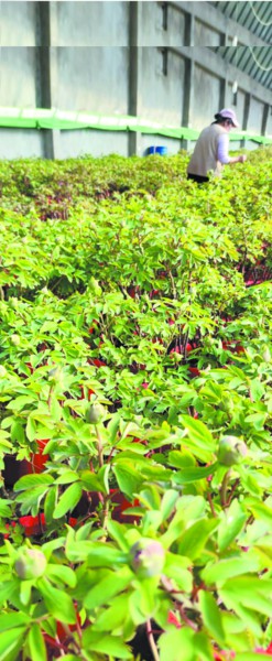 菏泽当地不少花农也开始借助“互联网+”,催生并实践着新的生产、包装、营销理念 受访者供图